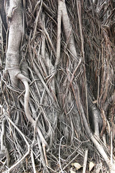 Tiro de un árbol de Banyan en Tailandia — Foto de Stock