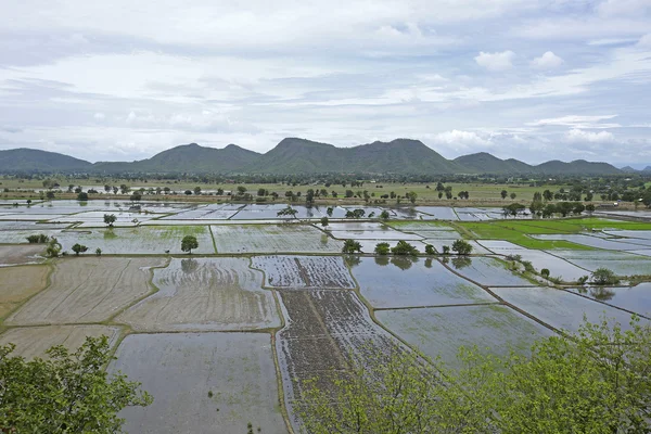 Planta de arroz en el campo de arroz — Foto de Stock