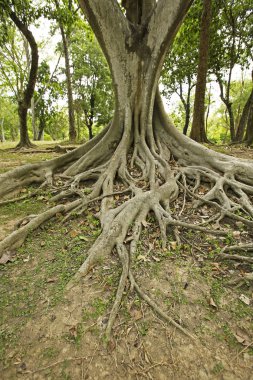 Banyan Tree Tayland atış