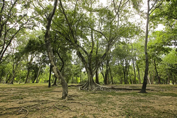 Tiro de uma árvore de Banyan na Tailândia — Fotografia de Stock