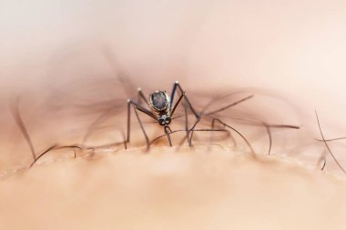 Uzun bacaklı bir sivrisineğin makro fotoğrafı.