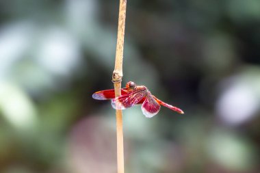 Yaprağın üzerinde kırmızı yusufçuk