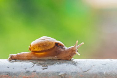 Yeşil bir bitkide salyangoz. makro
