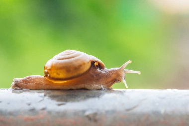 Tahta zeminde bahçede sürünen salyangoz.