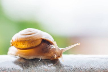 Bahçede sürünen bir salyangoz. Kapat..