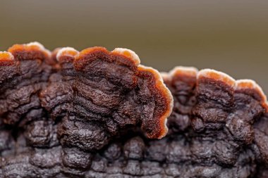 Kahverengi ve beyaz bir mantarın yakın çekimi.