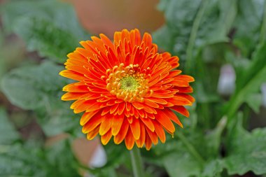 yeşil yapraklı bir arkaplanda portakal çiçeği