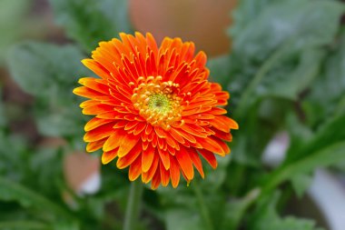 Kapalı - portakal çiçeği