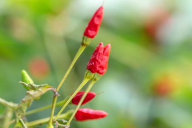 Bahçede kırmızı kırmızı kırmızı biber