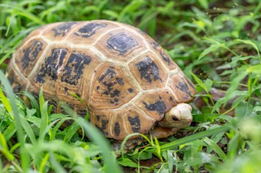 Kaplumbağa çimlerde