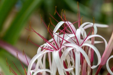 Güzel botanik fotoğrafı, doğal duvar kağıdı.