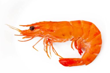 Kırmızı karides beyaz üzerine izole