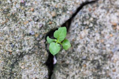 taştan bir duvar üzerinde yeşil yaprakları