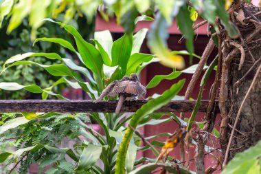 Ormanda bir daldaki kuş