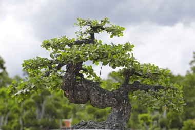bonsai ağacı yakın çekim