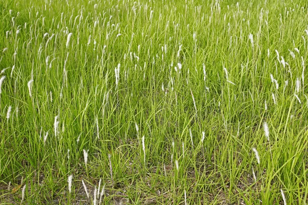 Поле травы на закате — стоковое фото