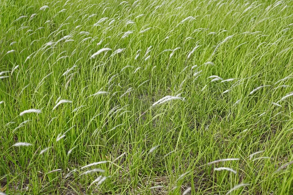 Campo d'erba durante il tramonto — Foto Stock