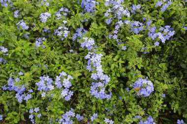 renkli bahar çiçek