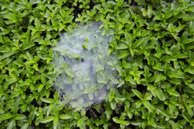 Örümcek ağı (örümcek ağı) yakın plan