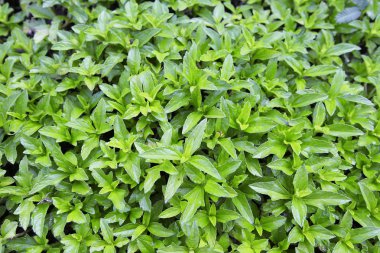 Gün batımında çimen tarlası