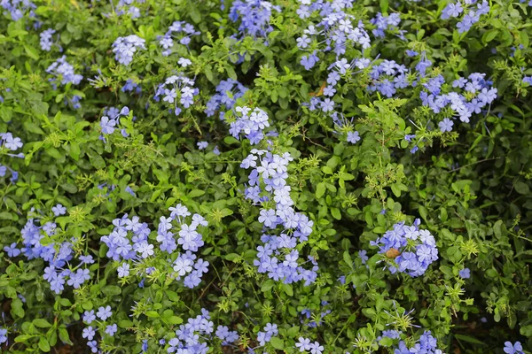 Színes, tavaszi virágok — Stock Fotó