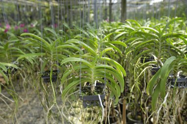 Yeşil bir bahçe içinde orkide