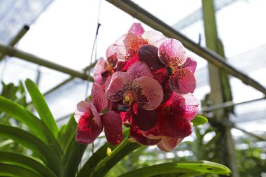 Yeşil bir bahçe içinde orkide