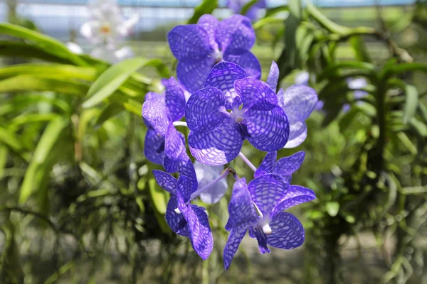 Orchids in the green garden — Stock Photo, Image