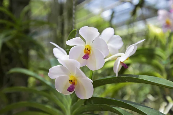 Orchideje v zelené zahradě — Stock fotografie