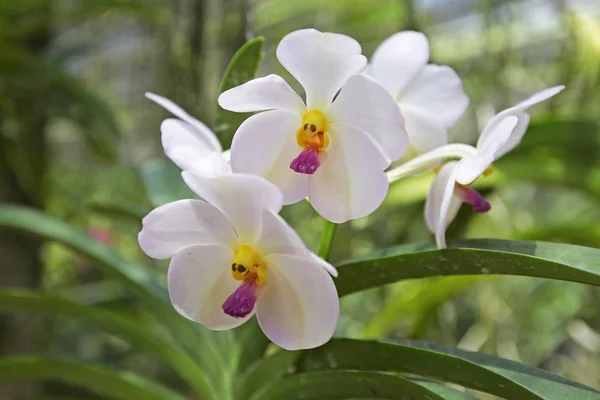 Orchidee nel giardino verde — Foto Stock