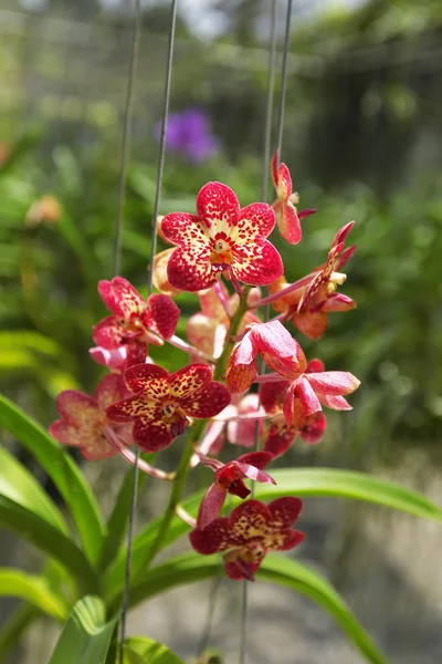 Orquídeas en el jardín verde —  Fotos de Stock