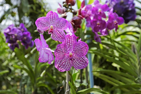 Orchids in the green garden — Stock Photo, Image
