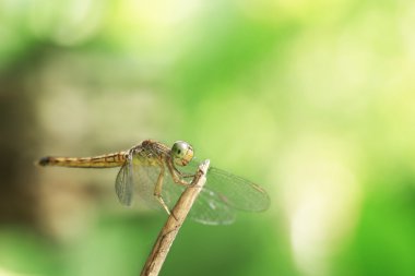 Arka plandaki yusufçuk sineği