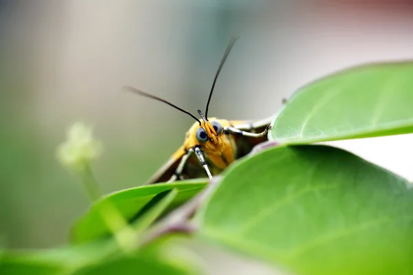 Monarch Butterfly on a flower — Stock Photo, Image