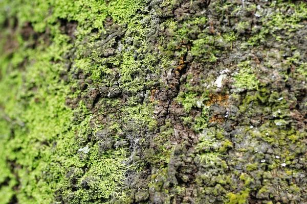 Musgo verde en el fondo del bosque —  Fotos de Stock