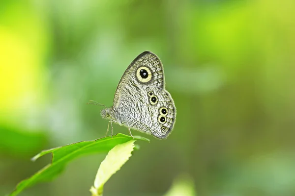 Monarcha Motyl na kwiatku — Zdjęcie stockowe