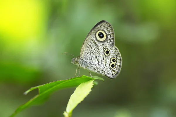 Monarcha Motyl na kwiatku — Zdjęcie stockowe