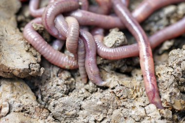 Makro fotoğrafta solucanlar beyaz arkaplanda
