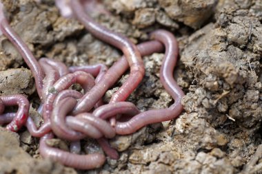 Makro fotoğrafta solucanlar beyaz arkaplanda