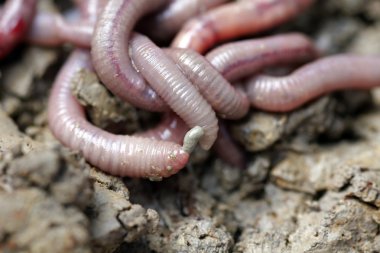 Makro fotoğrafta solucanlar beyaz arkaplanda
