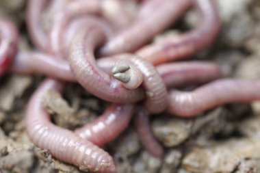 Makro fotoğrafta solucanlar beyaz arkaplanda