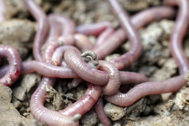 Makro fotoğrafta solucanlar beyaz arkaplanda