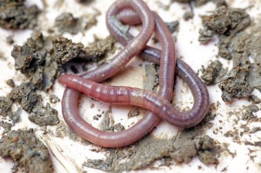 Makro fotoğrafta solucanlar beyaz arkaplanda