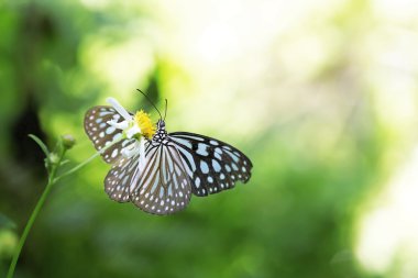 Kral kelebeği bir çiçeğin üzerinde