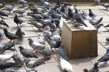 Yerdeki güvercinler dışkı ve kötü koku sorununa neden oluyor.