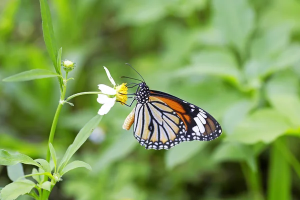 Monarch Butterfly on a flower — Stock Photo, Image