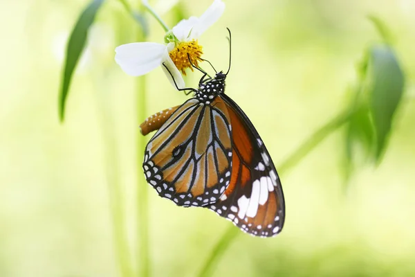 Monarch Butterfly on a flower — Stock Photo, Image