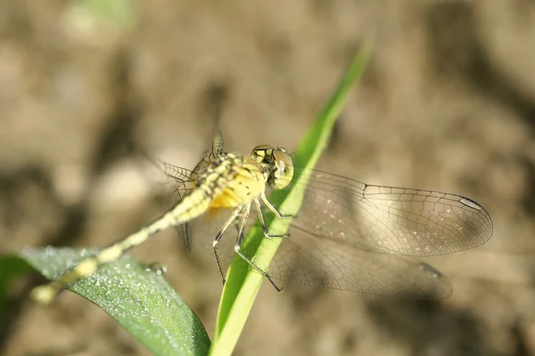 The dragonfly in blur background — Stock Photo, Image