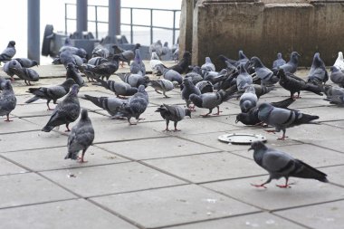 Yerdeki güvercinler dışkı ve kötü koku sorununa neden oluyor.
