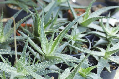 çeşitli taze yeşil kaktüs bitkileri arka plan